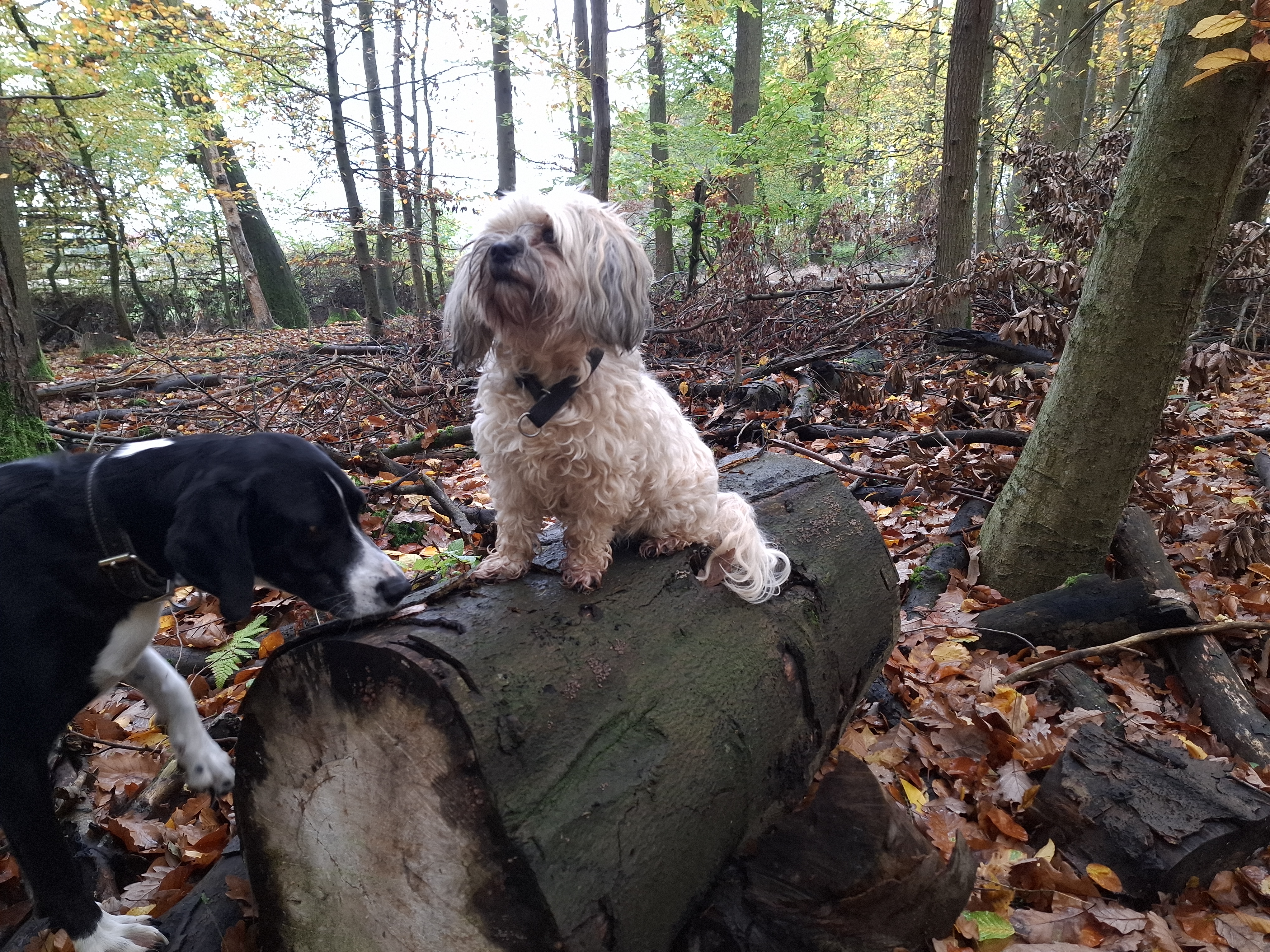 „Er kann das doch!“ – Warum Hunde oft missverstanden werden